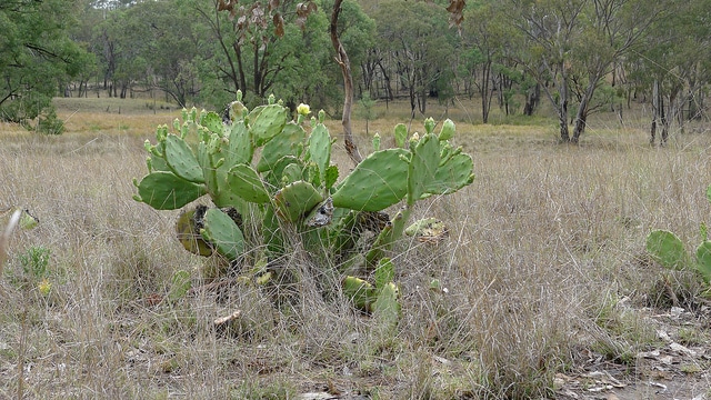Erect pricklypear