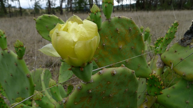 Erect pricklypear
