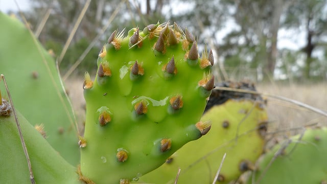 Erect pricklypear