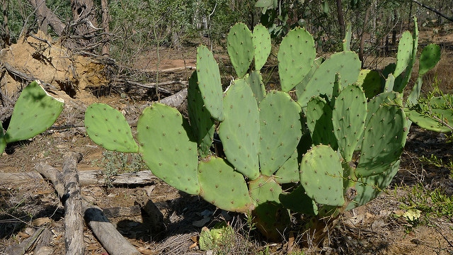 Erect pricklypear