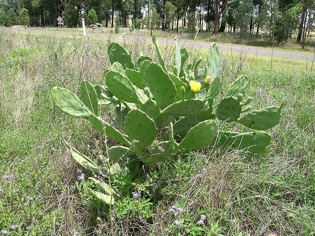 Erect pricklypear
