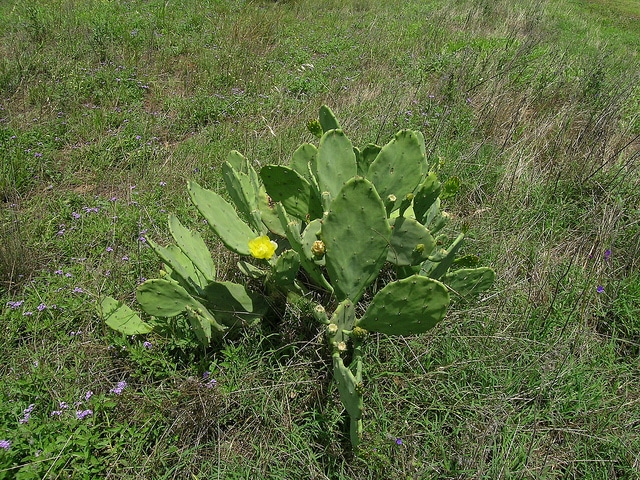 Erect pricklypear