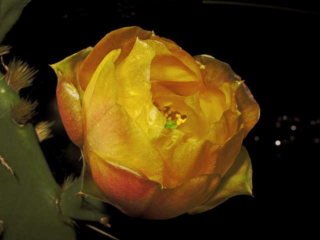 Elephantear pricklypear