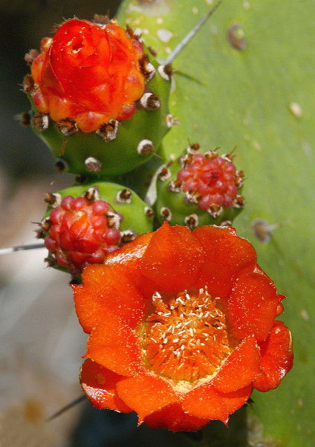Elephantear pricklypear