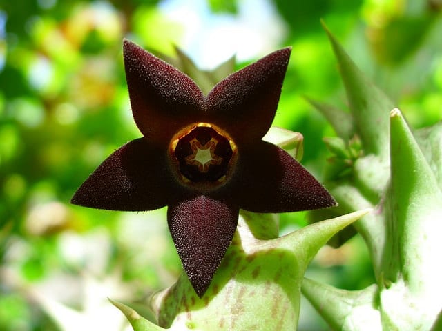 Orbea decaisneana