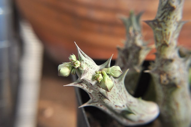 Orbea decaisneana