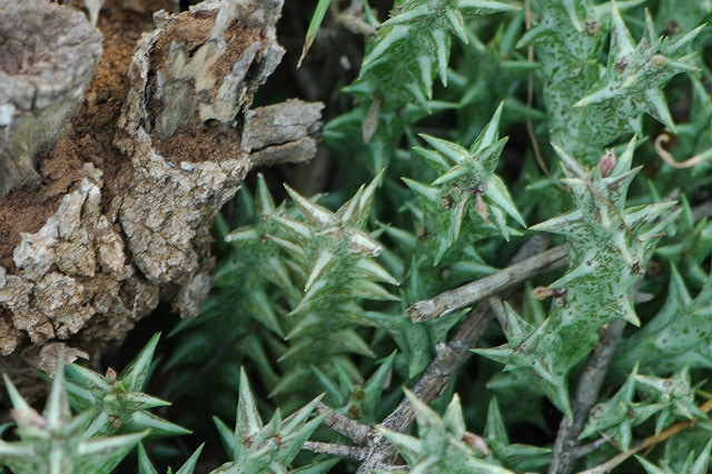 Orbea decaisneana