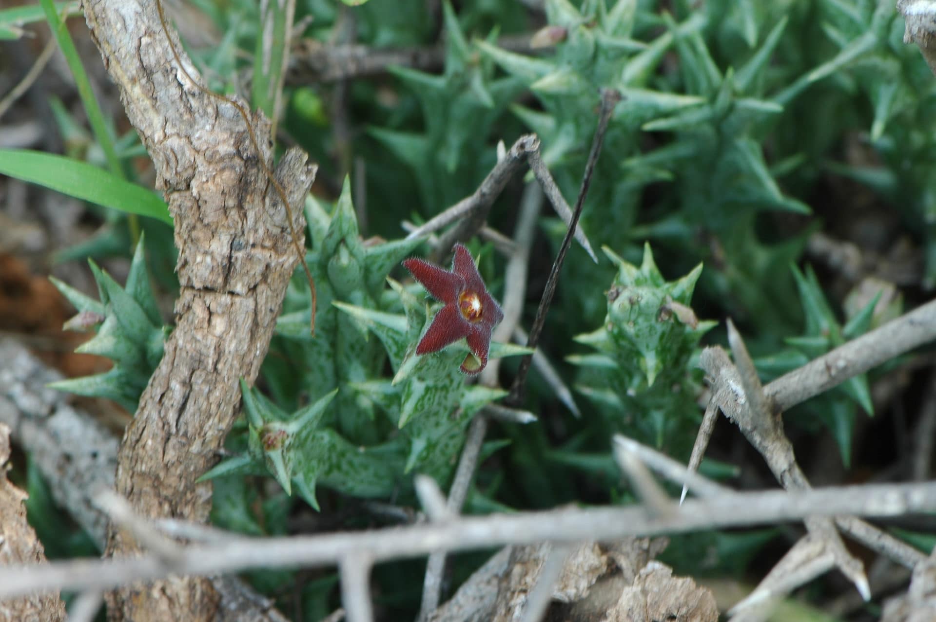 Orbea decaisneana
