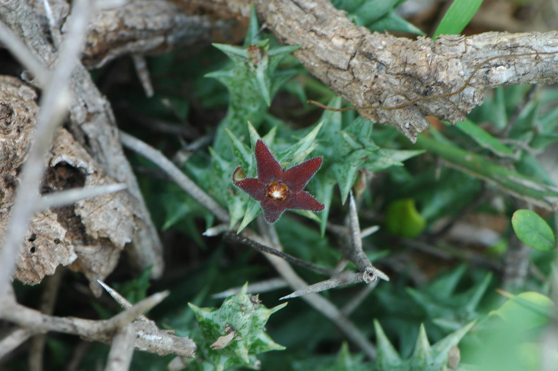 Orbea decaisneana
