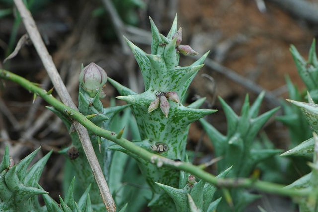 Orbea decaisneana (Orbea decaisneana)