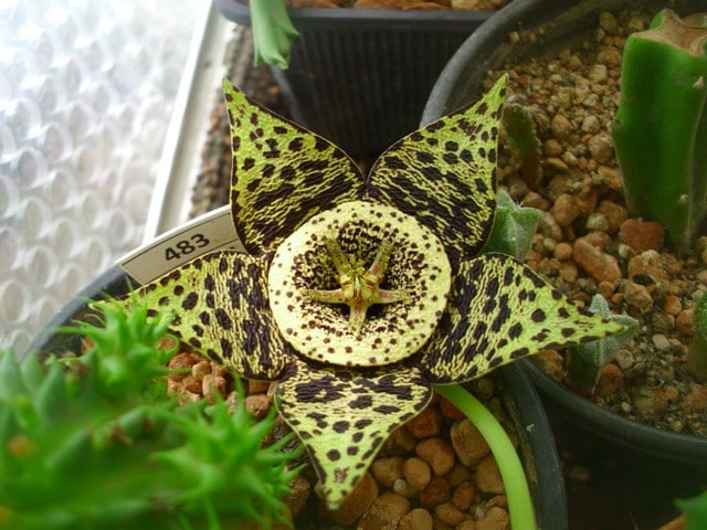 Stapélia