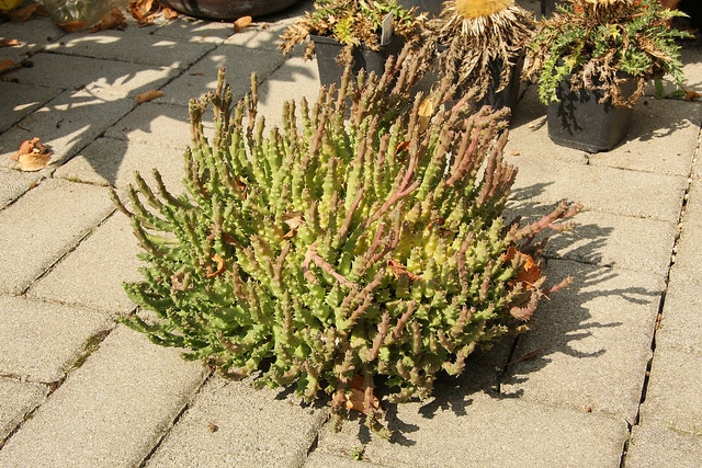 Stapélia