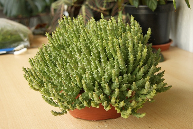 Stapélia (Orbea lepida)