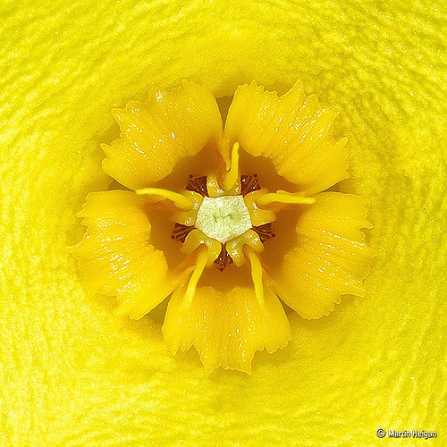 Orbea lutea (Orbea lutea)