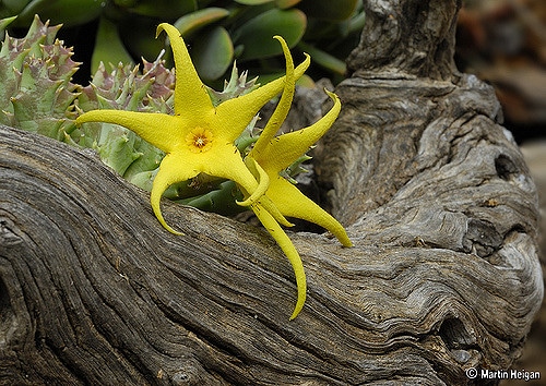 Orbea lutea