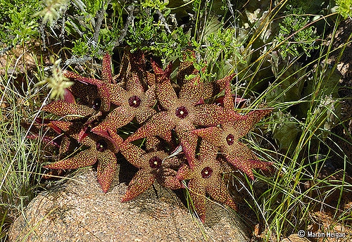 Orbea lutea