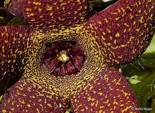 Orbea lutea