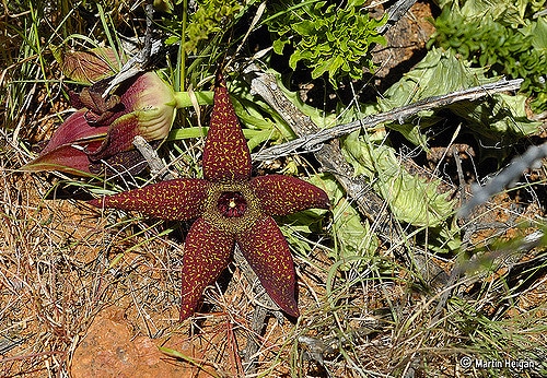 Orbea lutea