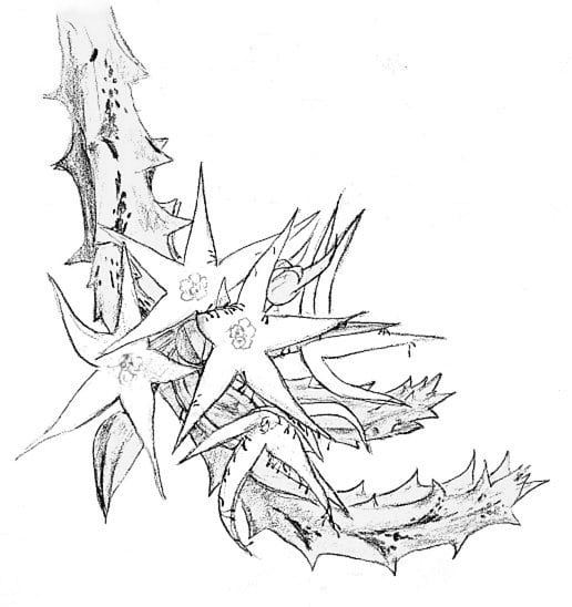 Orbea lutea