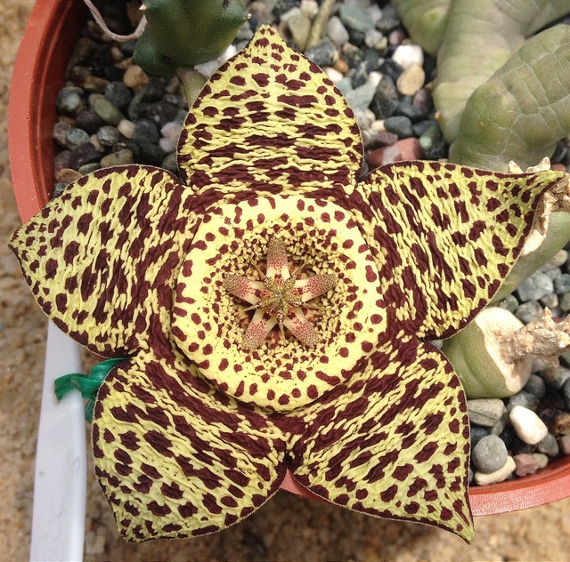 Stapelia variegata