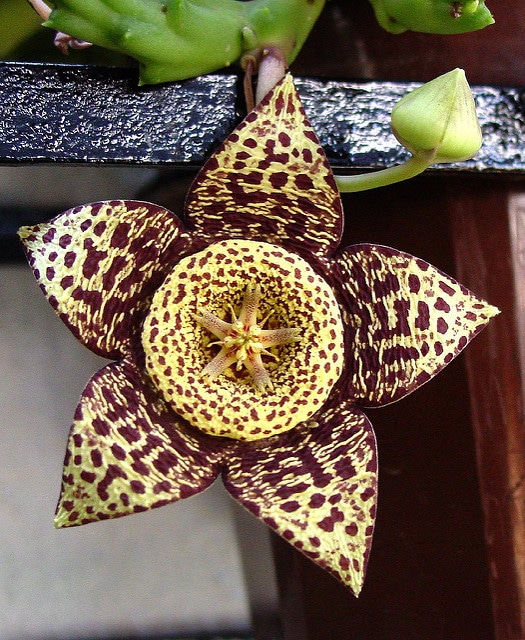 Stapelia variegata