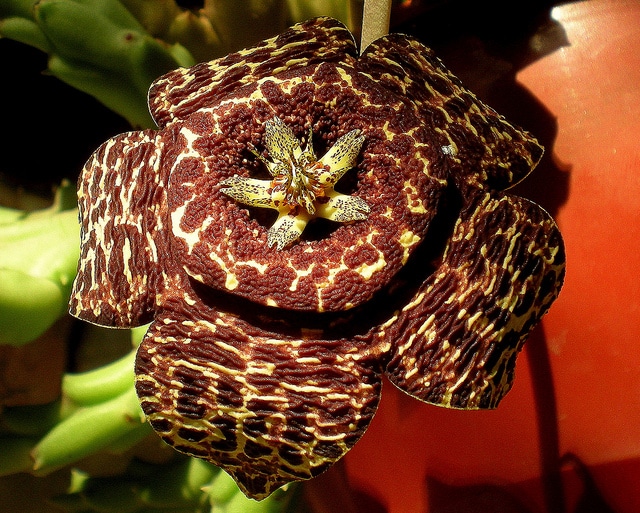 Stapelia variegata (Orbea variegata)
