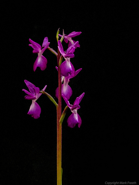Orchis à fleurs lâches (Orchis laxiflora)