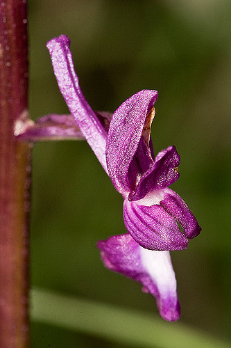 Orchis à fleurs lâches