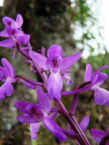 Orchis à fleurs lâches