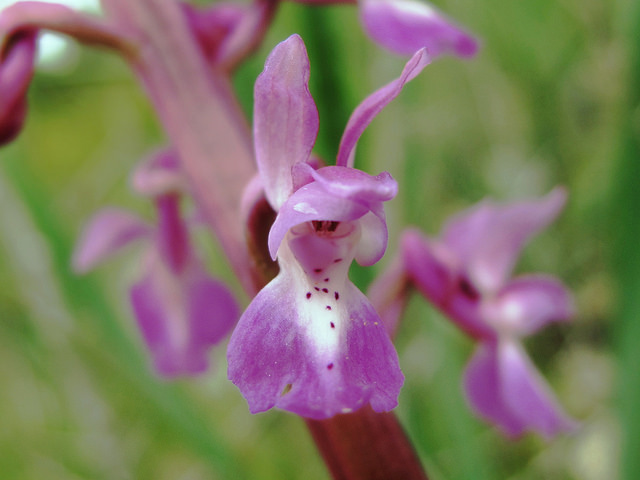 Orchis mâle (Orchis mascula)