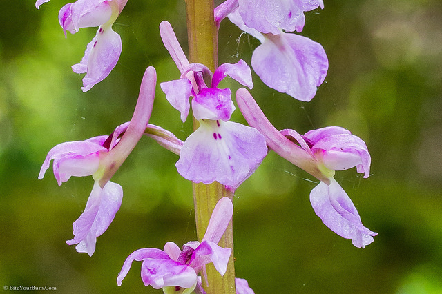 Orchis mâle