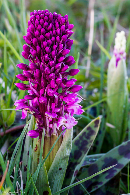 Orchis mâle
