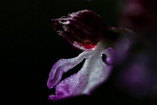 Orchis mâle