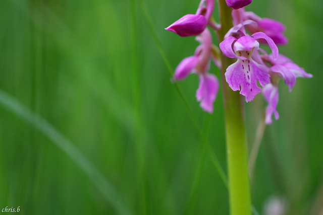 Orchis mâle
