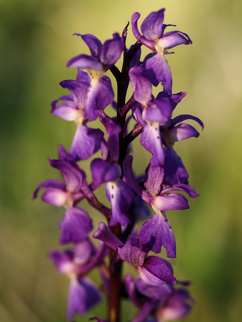 Orchis mâle