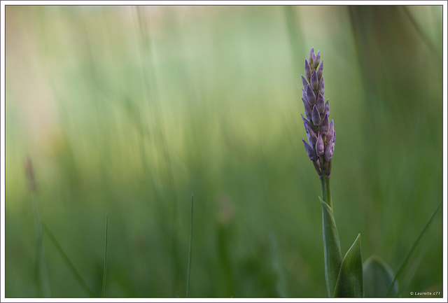 Orchis casqué (Orchis militaris)