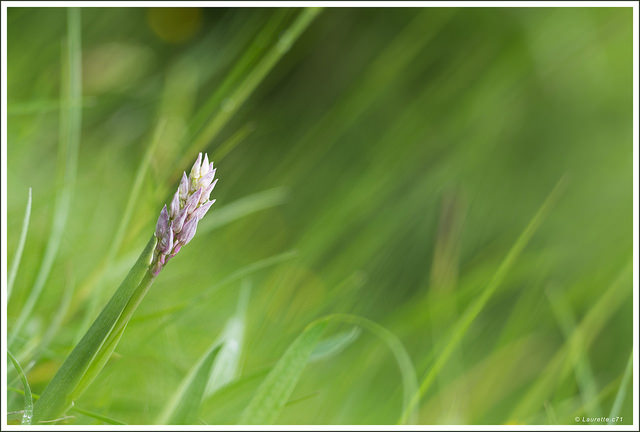 Orchis casqué