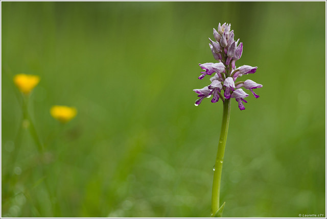 Orchis casqué
