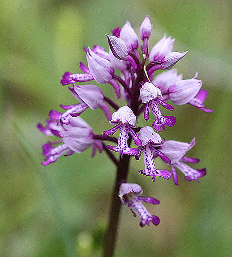 Orchis casqué