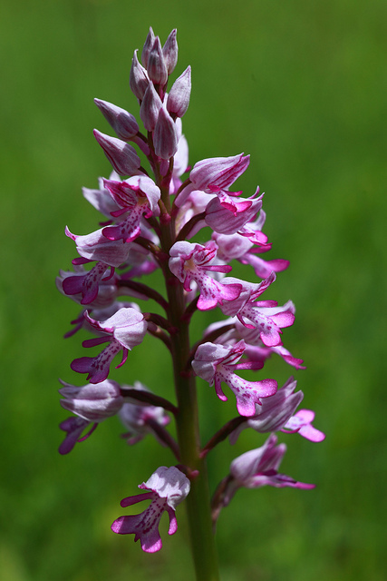 Orchis casqué