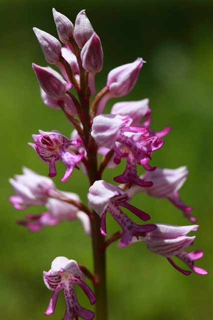 Orchis casqué