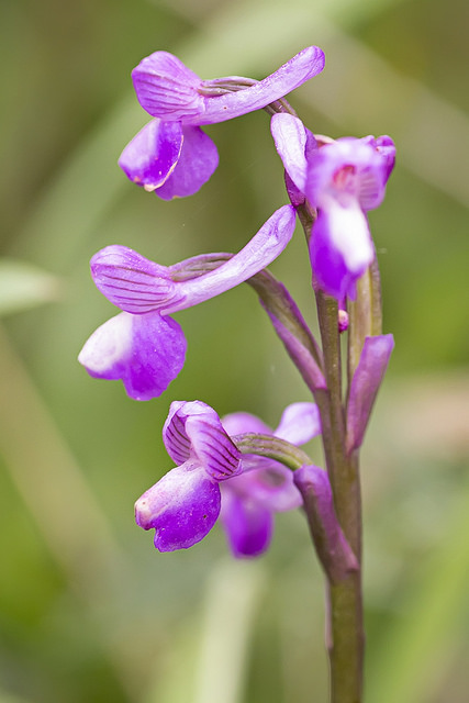 Orchis bouffon (Orchis morio)