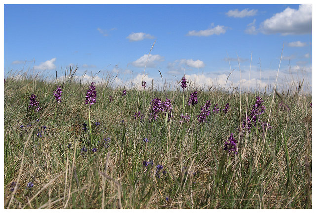 Orchis bouffon