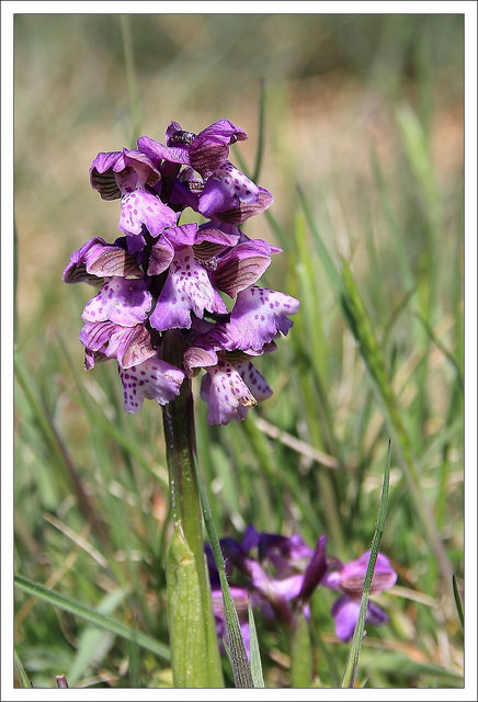 Orchis bouffon
