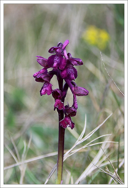 Orchis bouffon