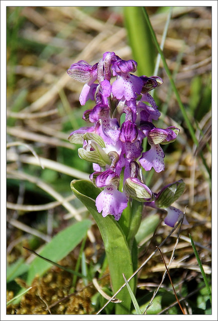 Orchis bouffon