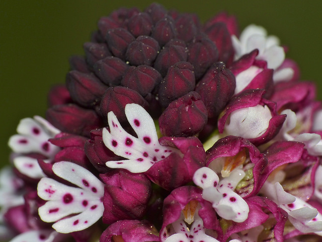 Orchis brûlé (Orchis ustulata)