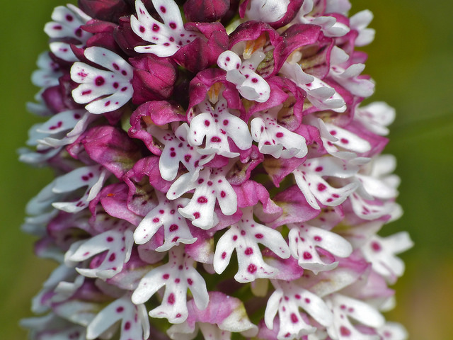 Orchis brûlé