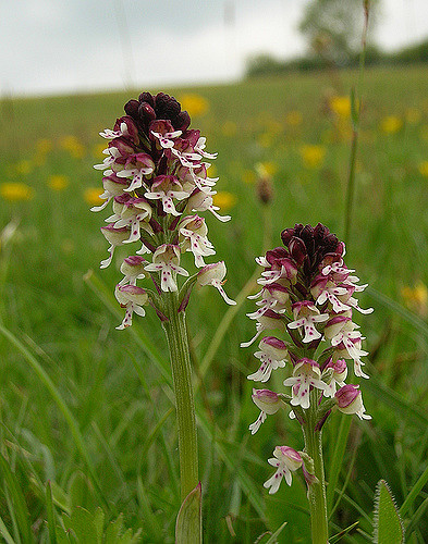 Orchis brûlé