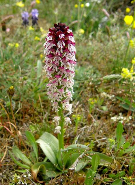 Orchis brûlé